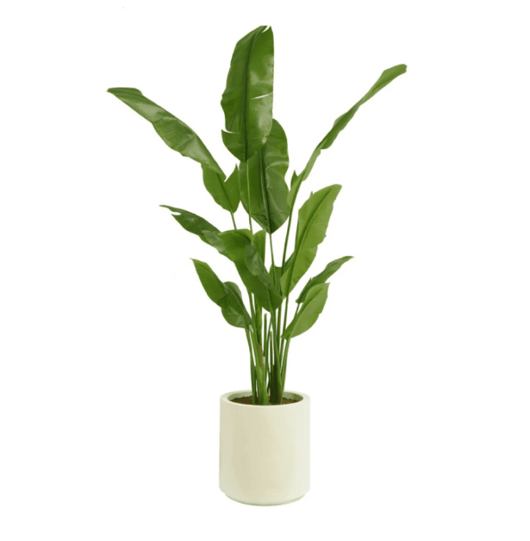 Banana Leaf Tree Faux Plant Rentals for Events in Seattle