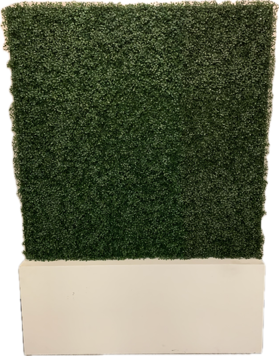 boxwood hedge wall background for event